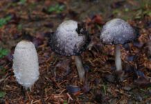 funghi-coprinus-comatus